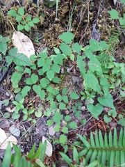 Vancouveria hexandra