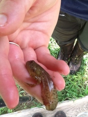 Lithobates palustris