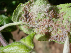 Dysaphis plantaginea