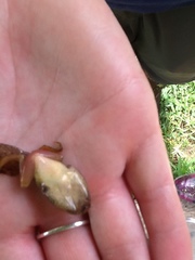 Lithobates palustris