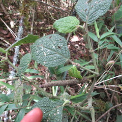 Piper artanthe