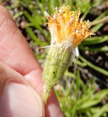 Raillardella scaposa