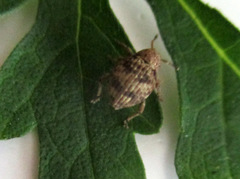 Pseudocneorhinus bifasciatus