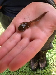 Lithobates palustris