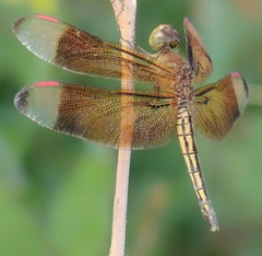 Neurothemis manadensis