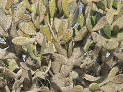 Opuntia bonaerensis