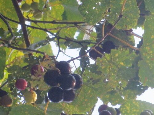 Vitis rotundifolia