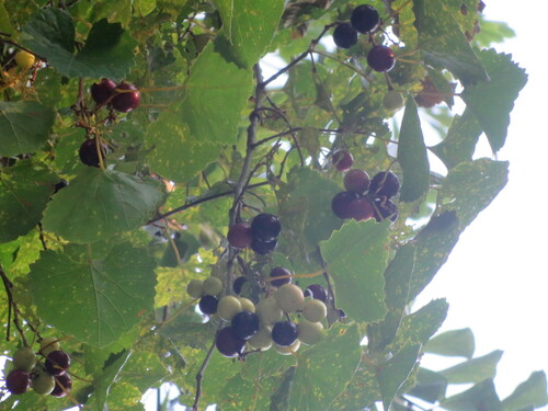 Vitis rotundifolia