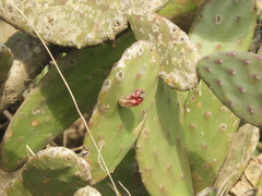 Opuntia bonaerensis