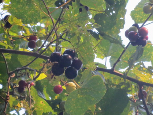 Vitis rotundifolia