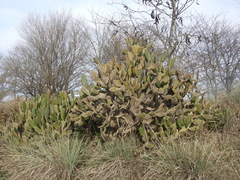 Opuntia bonaerensis