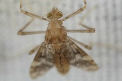 Psectrotanypus dyari