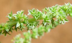 Amaranthus clementii