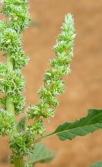 Amaranthus clementii
