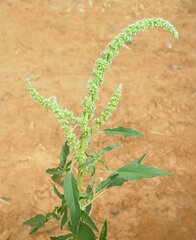 Amaranthus clementii