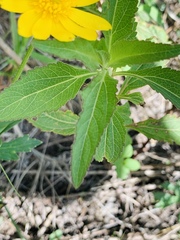 Ranunculus petiolaris