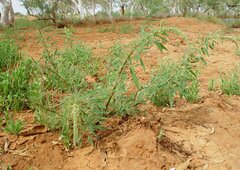 Amaranthus clementii