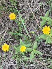 Ranunculus petiolaris