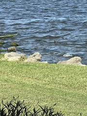 Egretta caerulea