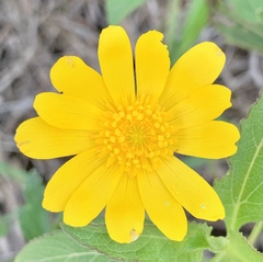Ranunculus petiolaris
