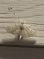 Herpetogramma theseusalis