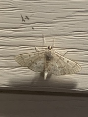 Herpetogramma theseusalis