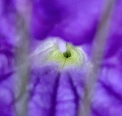 Ruellia lactea