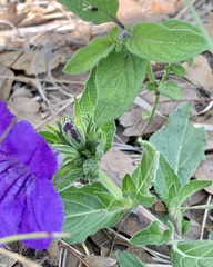 Ruellia lactea