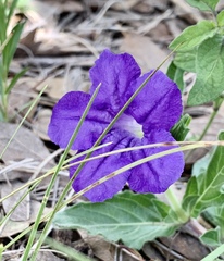 Ruellia lactea