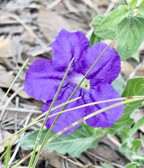 Ruellia lactea