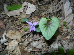 Violaceae