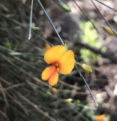 Jacksonia cupulifera