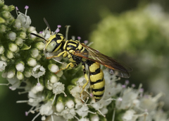Philanthus multimaculatus