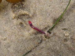 Glycera americana