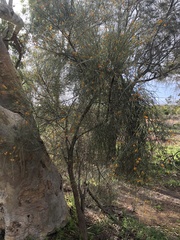 Jacksonia cupulifera