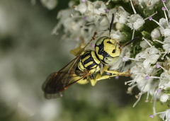 Philanthus multimaculatus