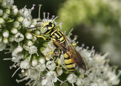 Philanthus multimaculatus