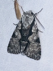 Acronicta funeralis