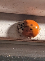 Harmonia axyridis