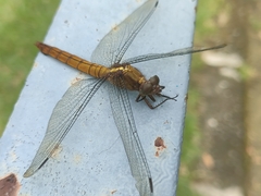 Orthetrum testaceum
