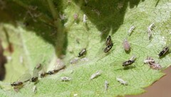 Dysaphis plantaginea