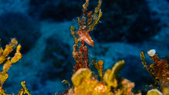 Oxycheilinus digramma