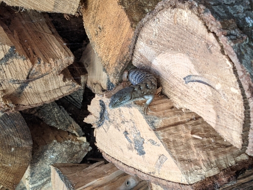 iNaturalist observation photo of Southern Alligator Lizard