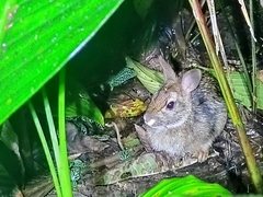 Sylvilagus gabbi