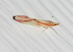 Otiocerus coquebertii