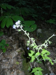 Phacelia bipinnatifida