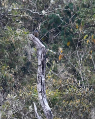 Doliornis sclateri