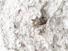 Phytocoris tiliae