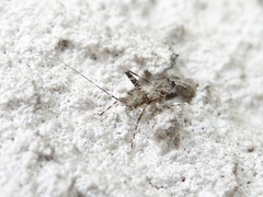 Phytocoris tiliae