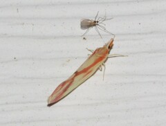 Otiocerus coquebertii